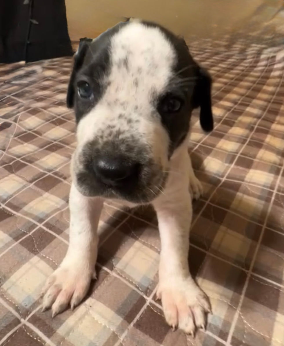 Tan Point Piebald Great Dane