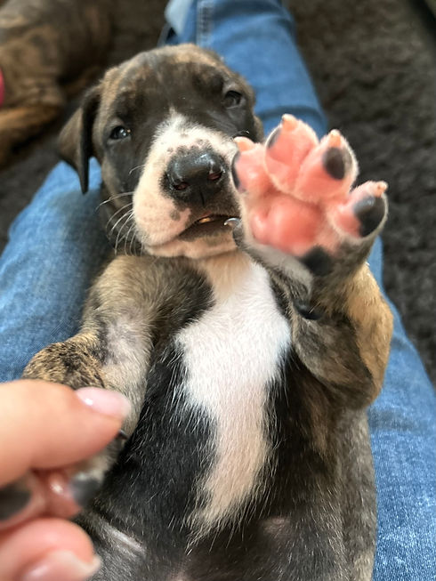 Brindle Mantle Great Dane