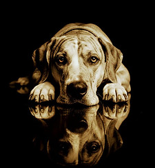 Blue Merle Great Dane.jpeg