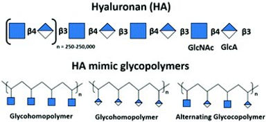 Hyaluronan (HA)-inspired glycopolymers as molecular tools for studying HA functions.jpg