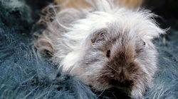 1 - Mâle Lunkarya Blanc_Gris 💙