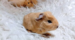 4 - Femelle Porteur Skinny Crème 🩷