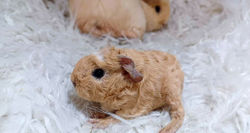 3 - Mâle Porteur Skinny couronné Crème 💚