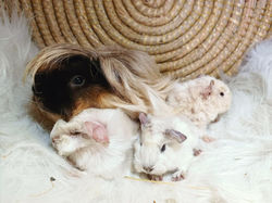 Bébés Diva et Spirit - 3.jpg