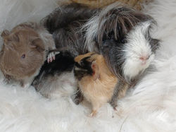 BB Séléna et Fidji-4.jpg