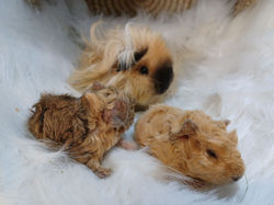 BB Falbalha et Achille-4.jpg