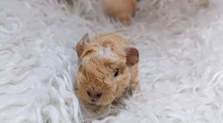 1 - Femelle Porteur Skinny Crème_Blanc 💚