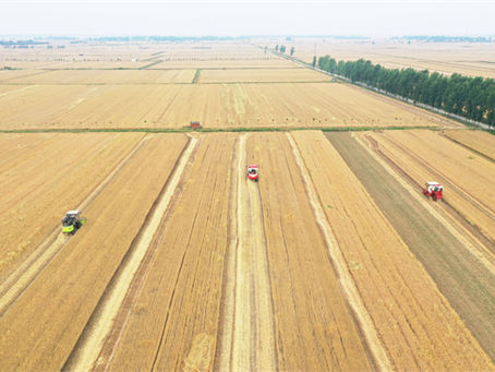 Henan Today: Wheat, iPhones, and More