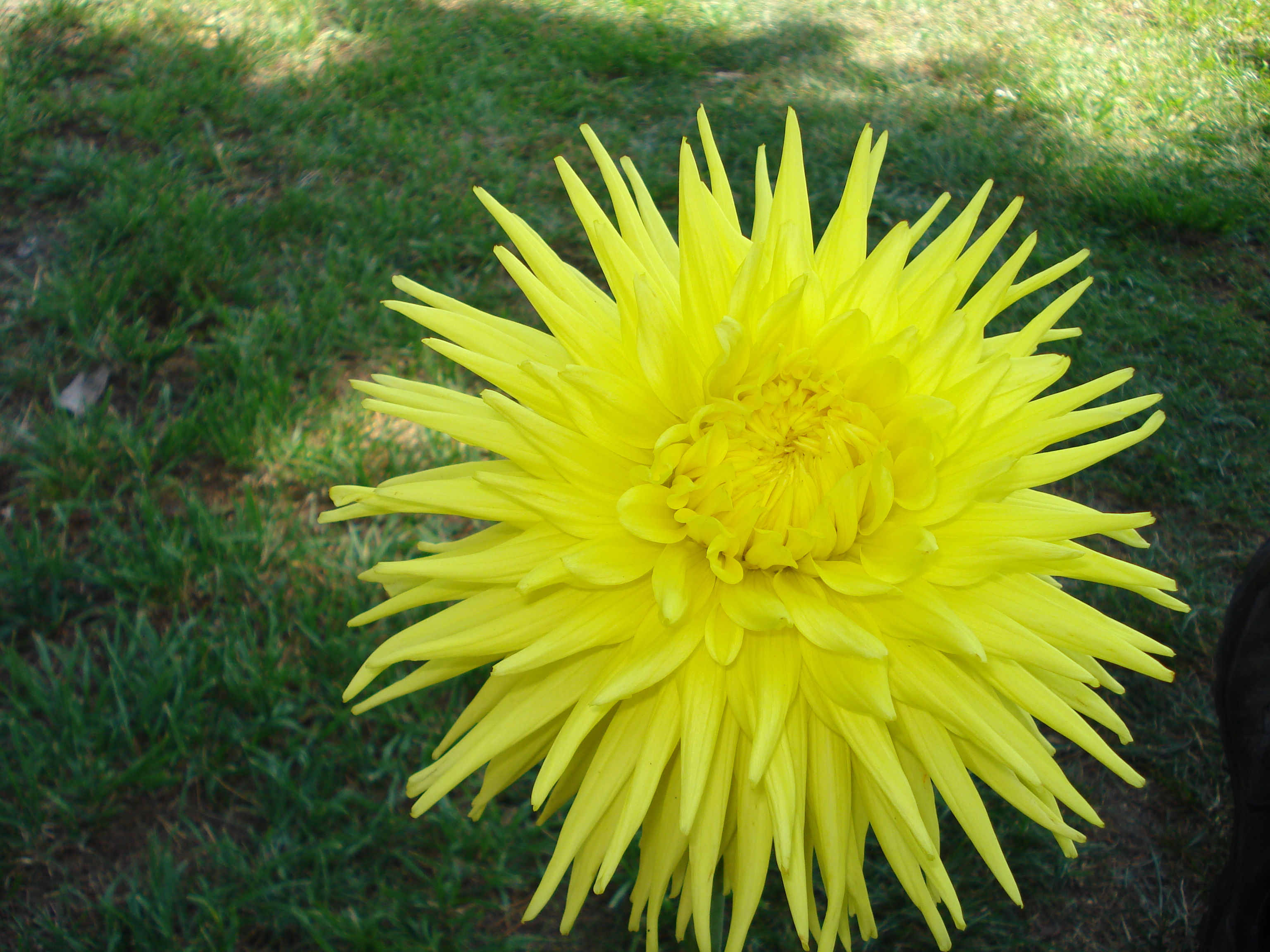 Clearview Sundance (Cactus)