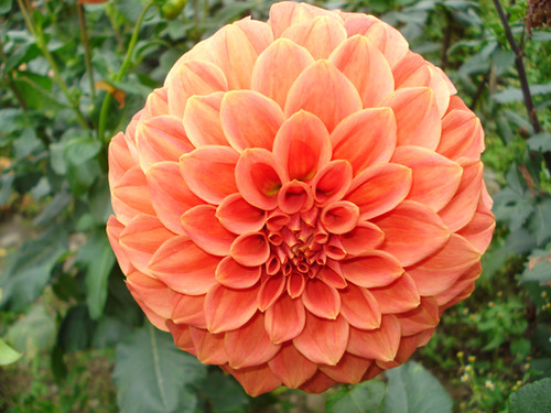 Sylvia Craig Hunter | DaveyGardens