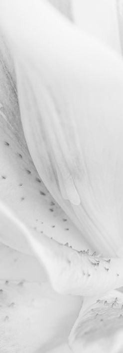 Flower photography, abstract 