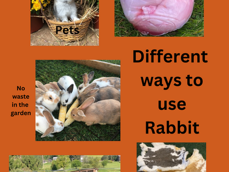 All The Different Ways to Use Rabbit. Pets, meat, pelts, and manure.