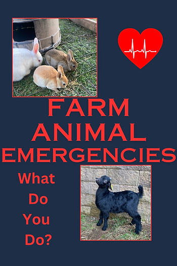bunnies and goat