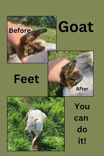 goat feet