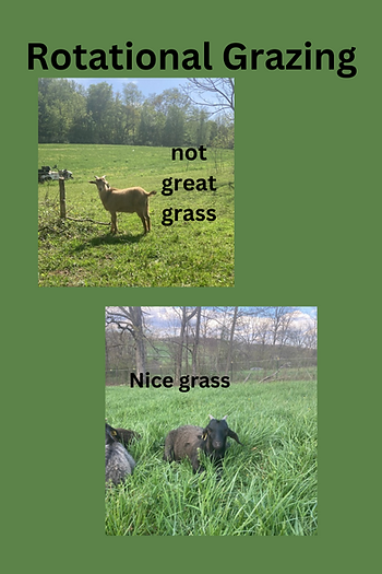 rotational grazing goats