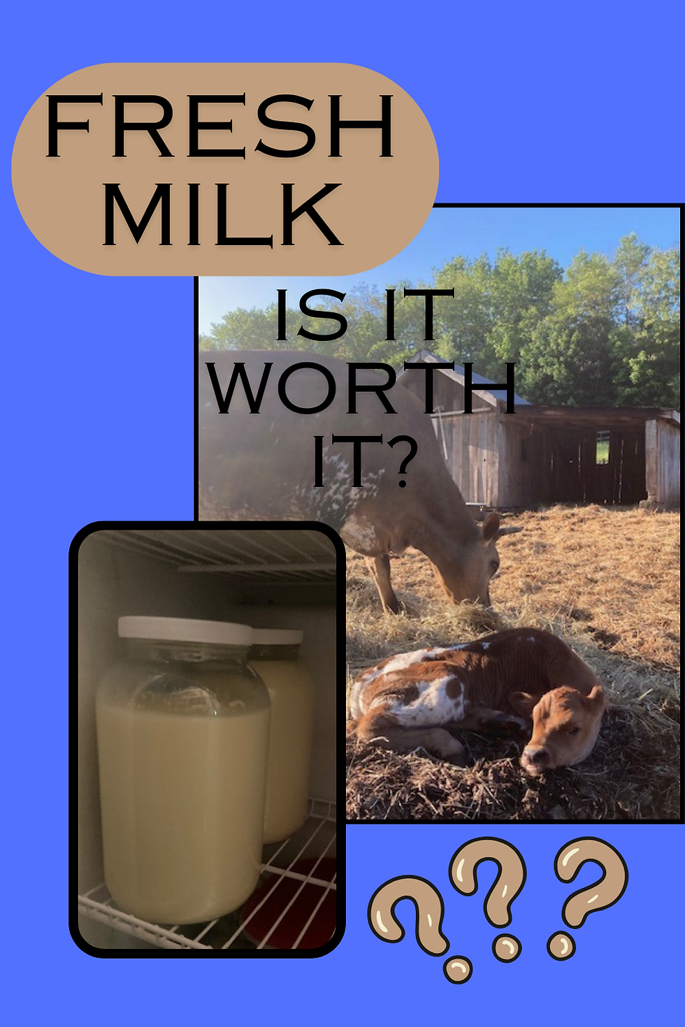 Cow and calf and milk jars