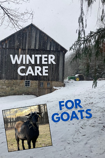 barn in the snow and goat
