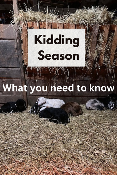 Goat Kidding