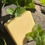 Thumbnail: peppermint goat milk soap