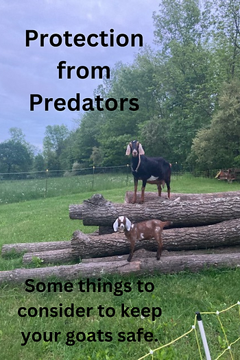 two goats on wood pile