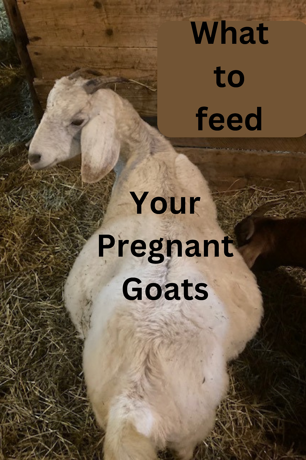 Pregnant goat