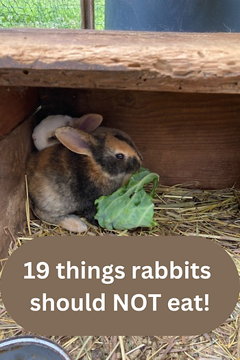 bunnies eating cabbage leaves