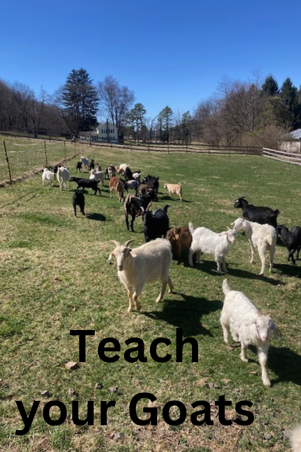 Can you teach your goats to follow you?