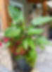 IMG_1517.jpeg