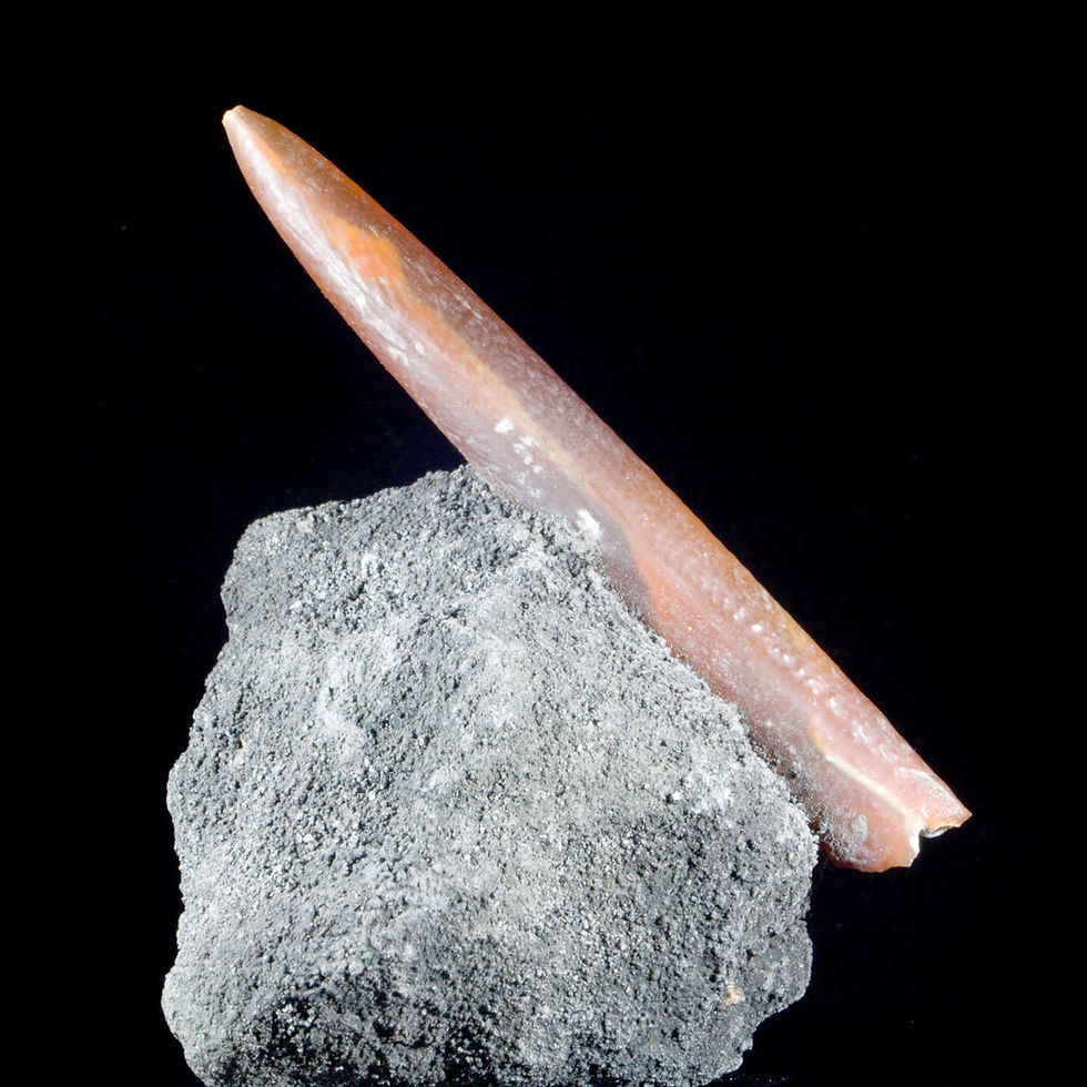 Thumbnail: Fossil Belemnite on Marl Matrix