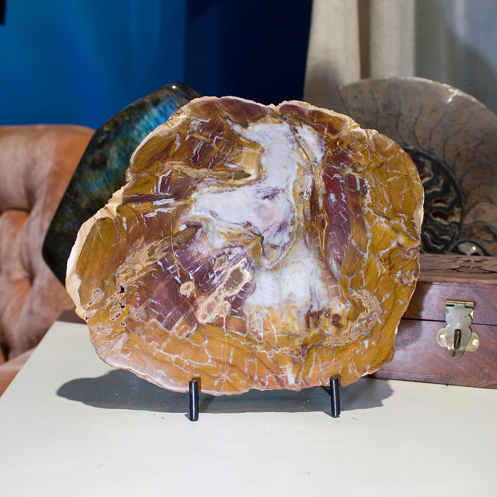 Petrified Wood, formed when ancient forests were frozen in time by volcanic activity, then preserved as time and pressure slo