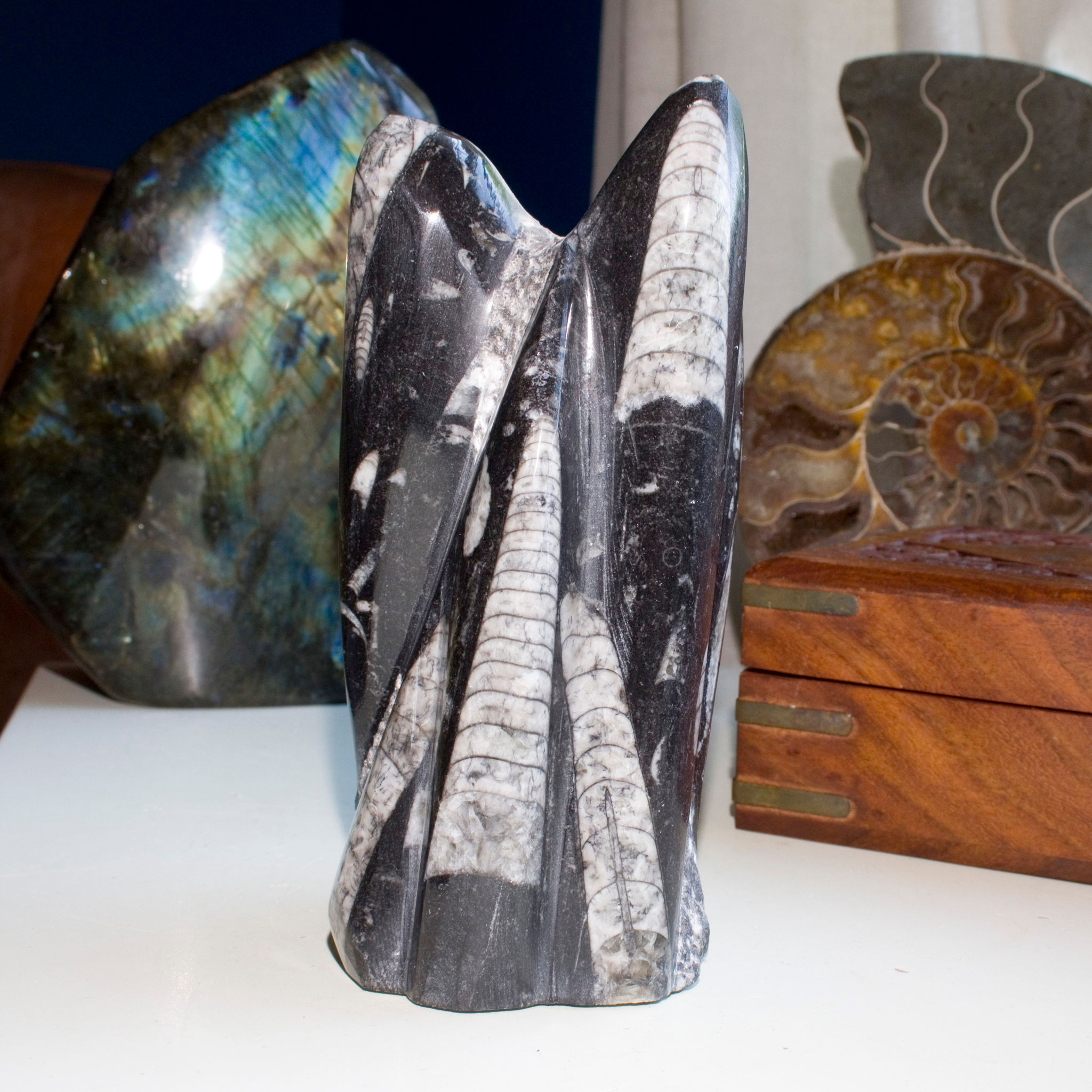 This vertical presentation of Fossil Orthoceras creates a uniquely artistic 360 degree display piece. Morocco. 2.75" x 2.5" x