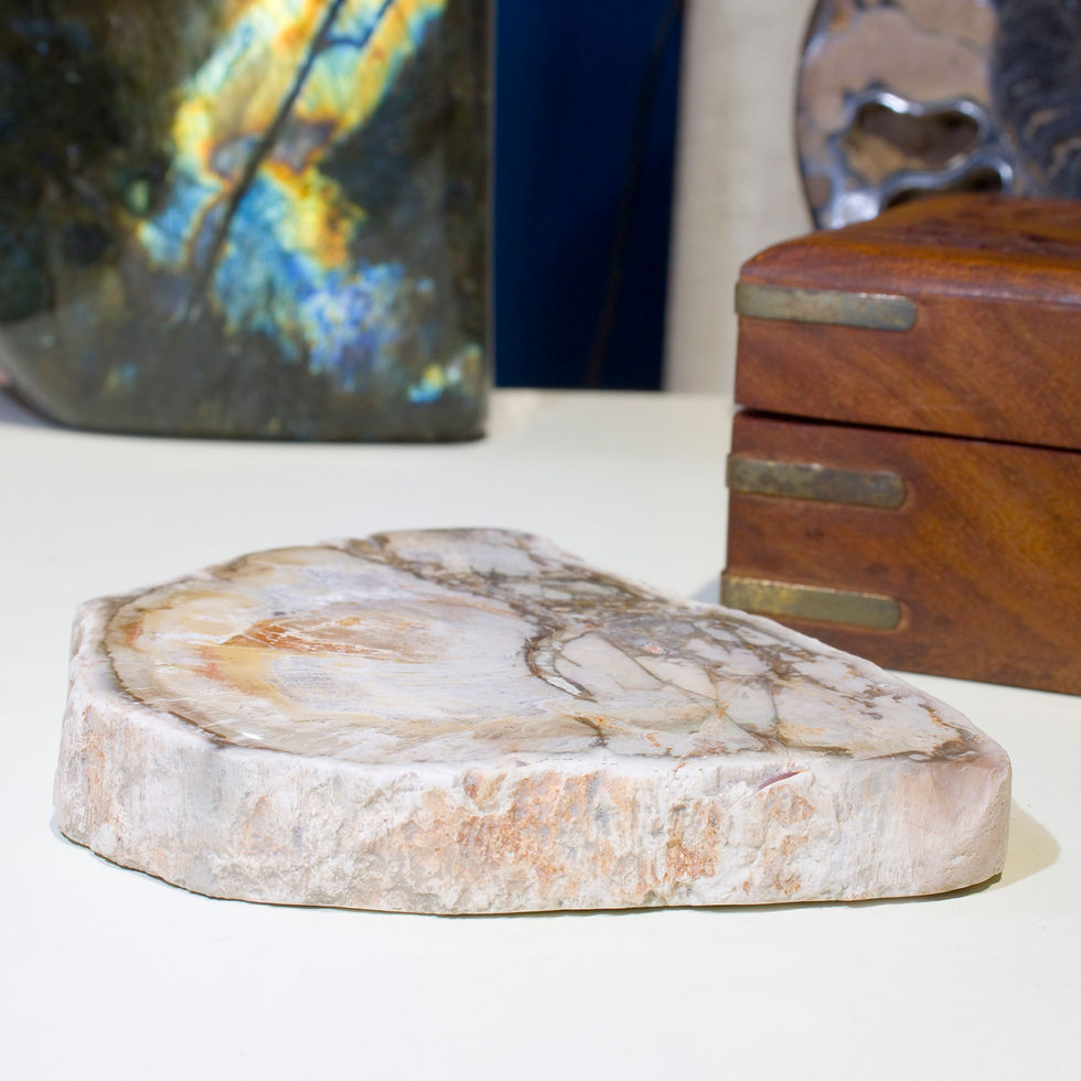 This complete slice of polished petrified wood features amazing detail, down to the texture of the bark, preserved in exquisi