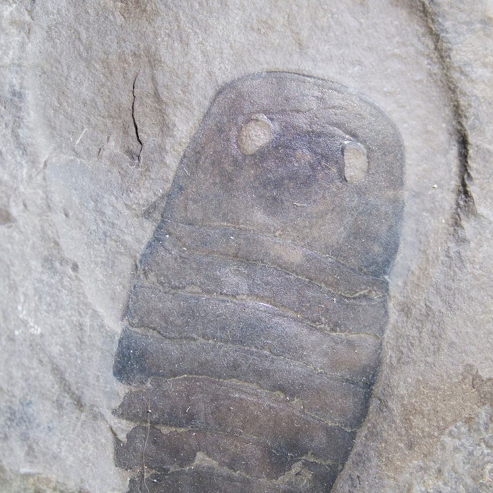 The Friendly Ghost fossil Eurypterid! An ancient, extinct arthropod, the Eurypterid is the State Fossil of New York. After it