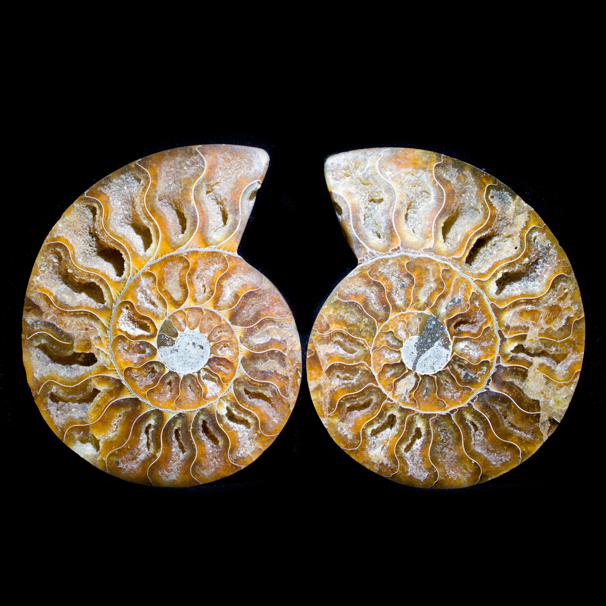 Matched Fossil Ammonite Pair featuring Internal Crystallization