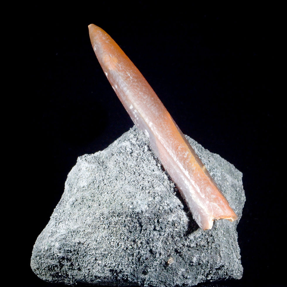 Fossil Belemnite on Marl Matrix