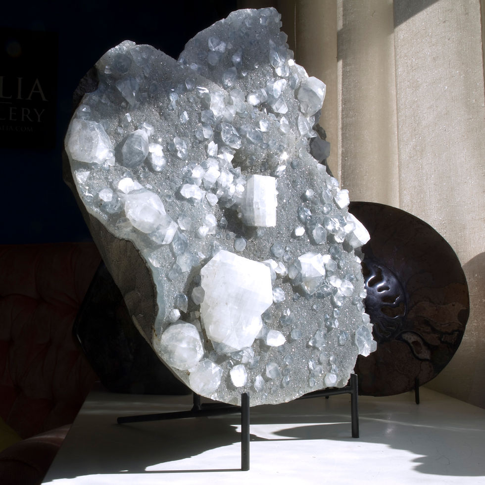 A foot-wide field of sparkling Black Chalcedony hosts dozens of cubic crystals of Apophyllite. A spectacular piece of natural