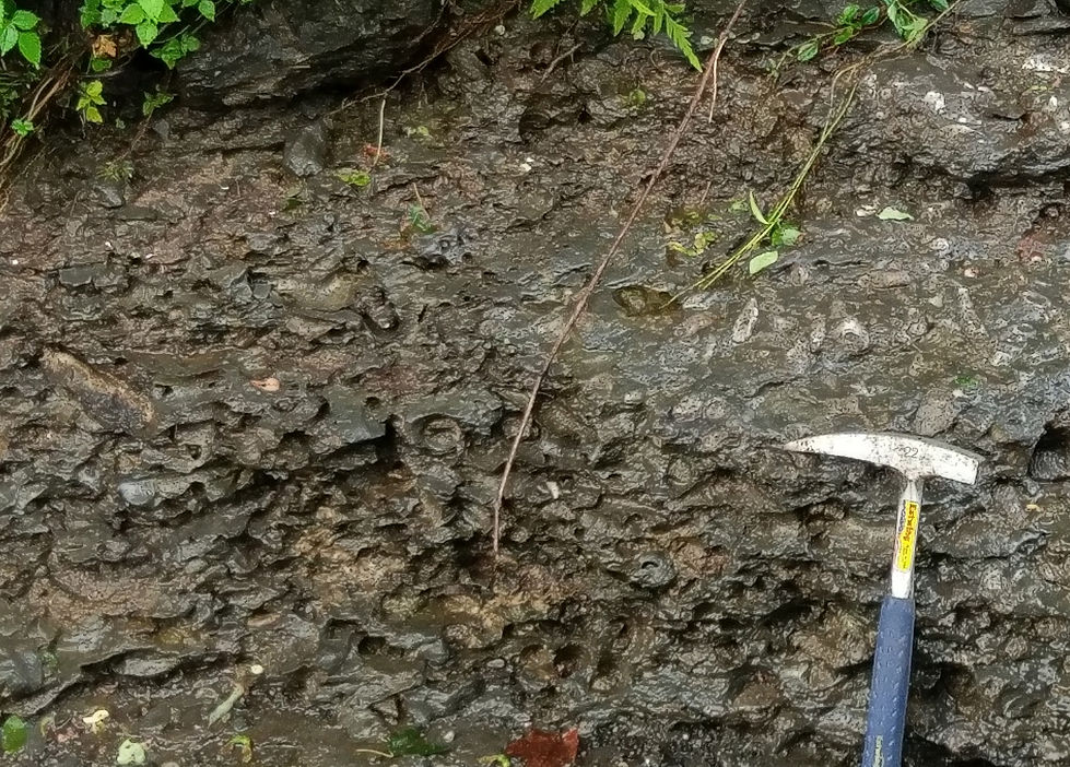 Staghorn coral (the delectably named Stereolasma rectum Devonian, Finger Lakes, Western New York)