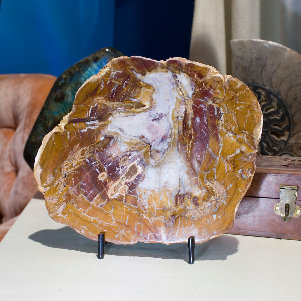Thumbnail: Petrified Wood, formed when ancient forests were frozen in time by volcanic activity, then preserved as time and pressure slo