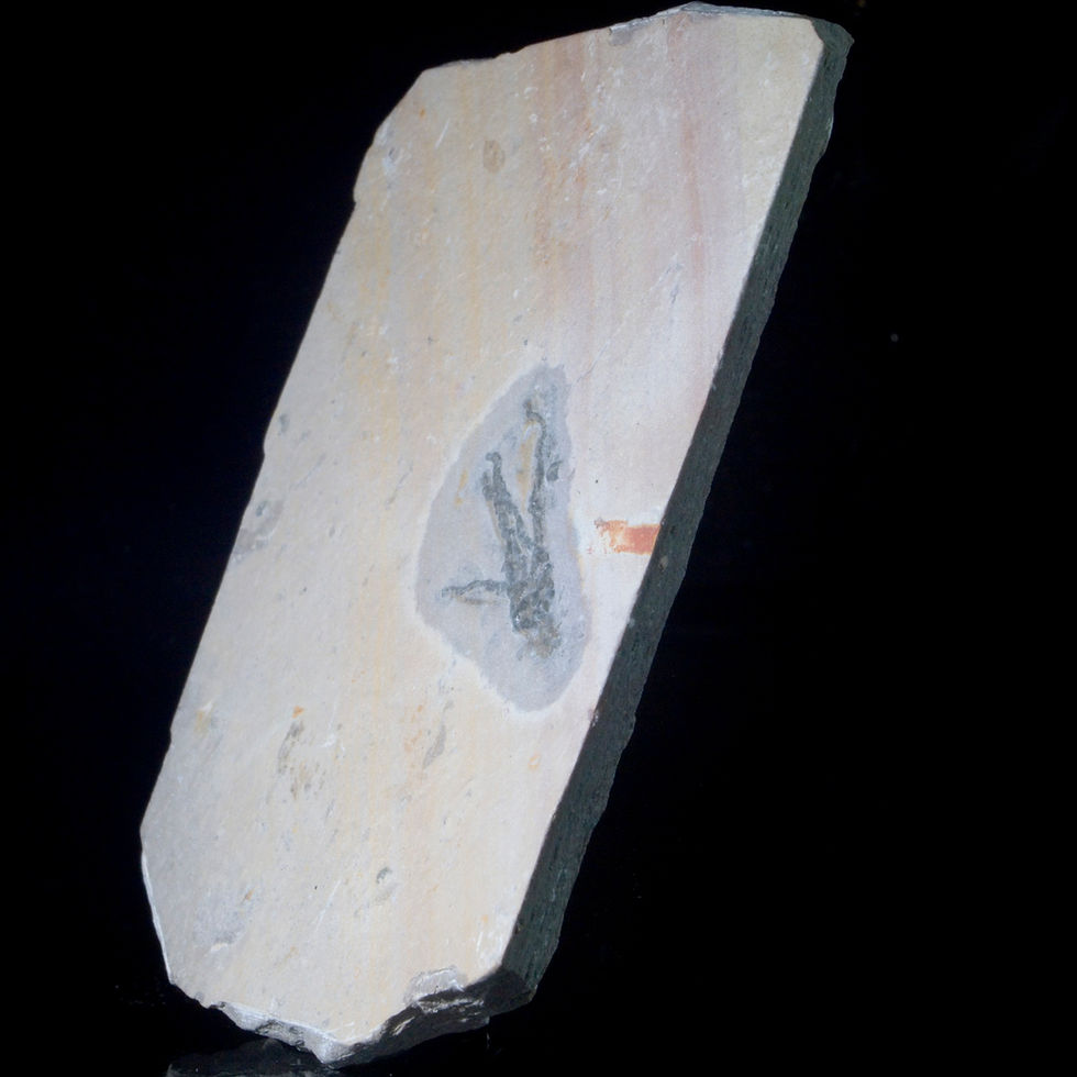 Thumbnail: Fossil Gogia Granulosa, an ancient eocrinoid blastozoan that persisted through the middle Cambrian. Spence Shale, Wellsville