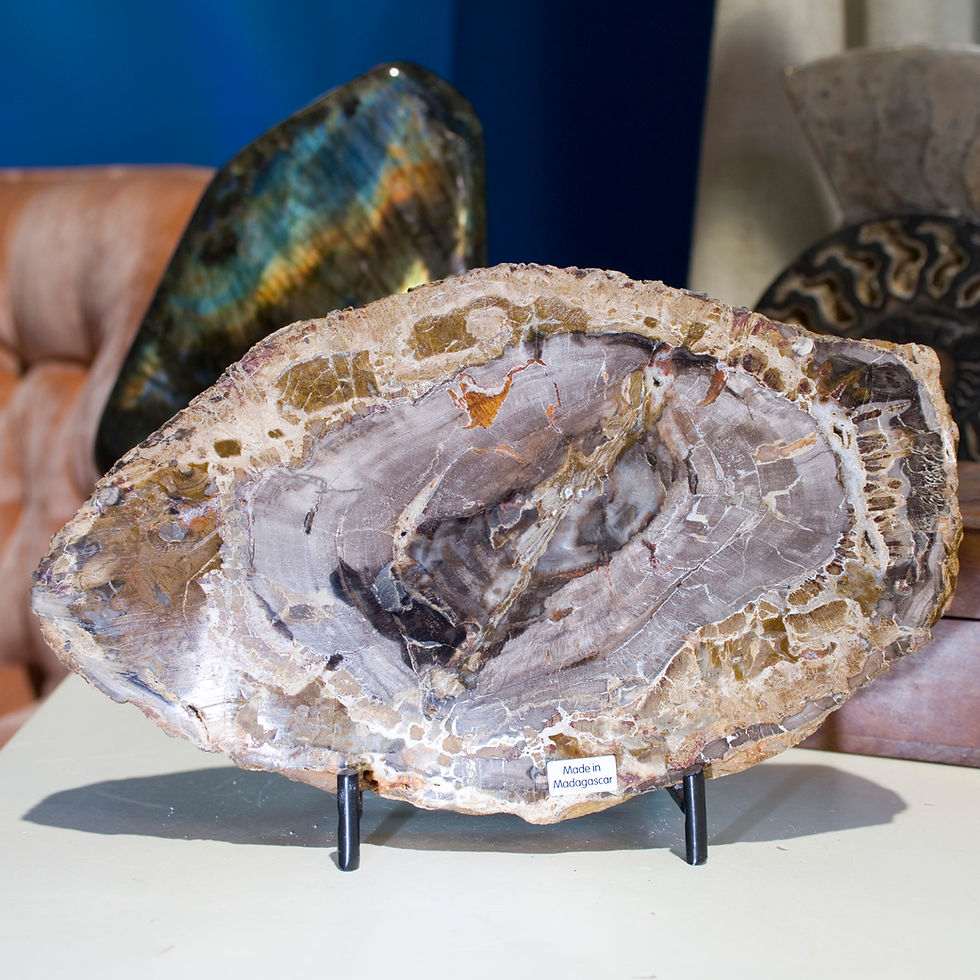 Thumbnail: Petrified Wood, formed when ancient forests were frozen in time by volcanic activity, then preserved as time and pressure slo