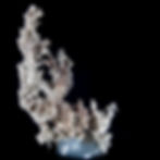 Native Silver - Bouismas Mine, Morocco - Studio Mineralia Earth Art Gallery