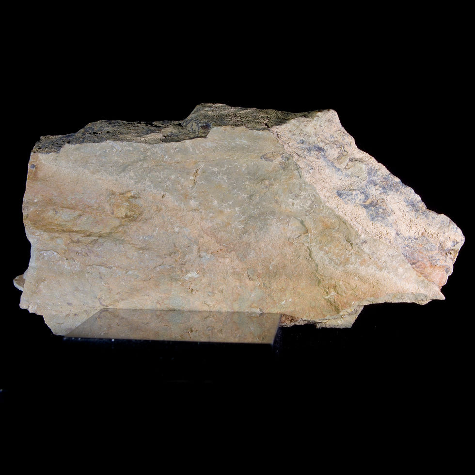 Thumbnail: Brachiopod Fossil - Olvid, Idaho - Studio Mineralia Earth Art Gallery