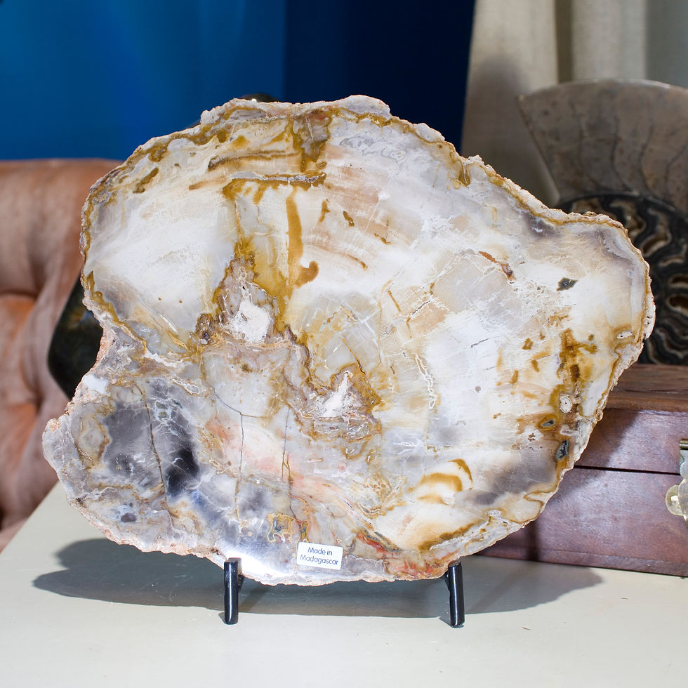 Petrified Wood, formed when ancient forests were frozen in time by volcanic activity, then preserved as time and pressure slo