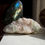 Thumbnail: Large, bright green crystals of cubic Apophyllite contrast perfectly with large blades of peach Stilbite, which also host a s