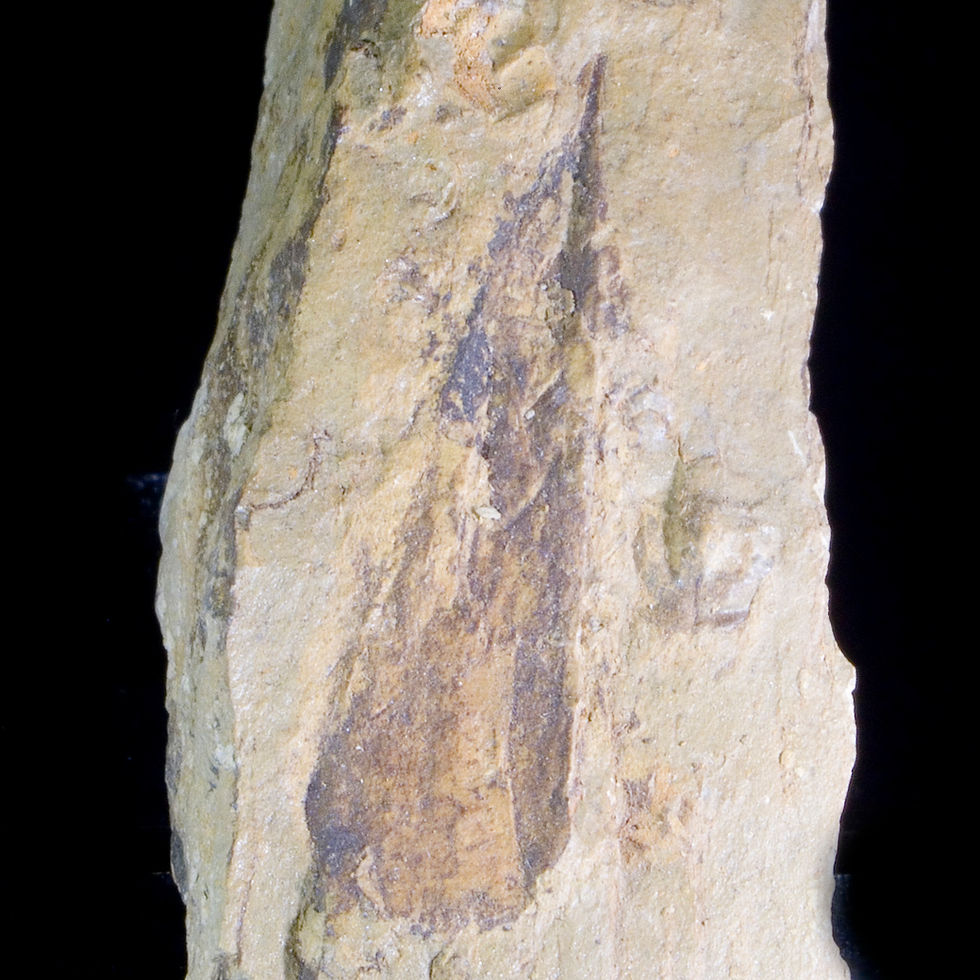 Hyolithes billingsi - Spence Shale, Idaho - Studio Mineralia Earth Art Gallery