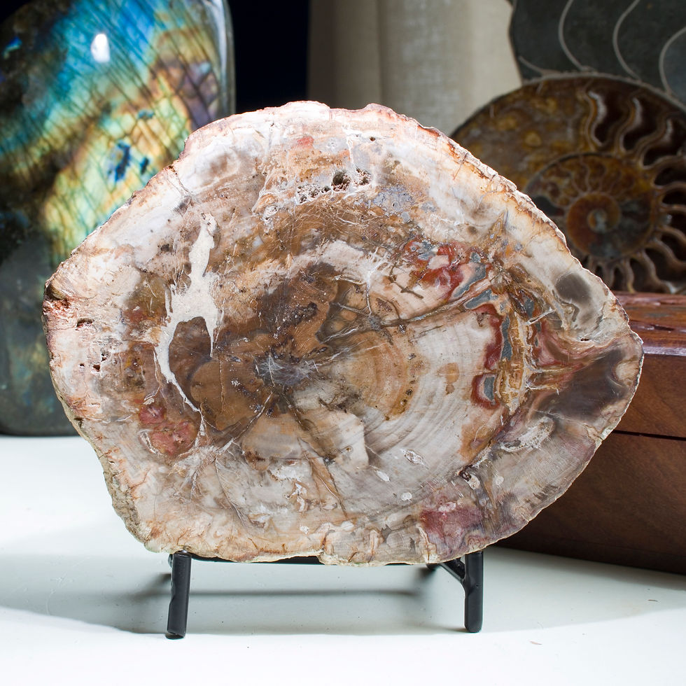 Petrified Wood, formed when ancient forests were frozen in time by volcanic activity, then preserved as time and pressure slo