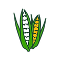 Working Group Corn