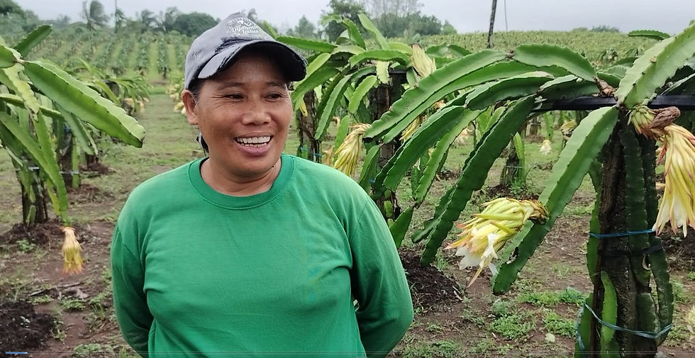 Loreta Gatdula, a dragon fruit farmer