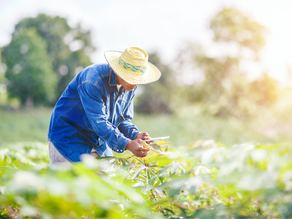 Role of Collaborations in Mainstreaming Precision Agriculture and Precision Breeding in the PHL