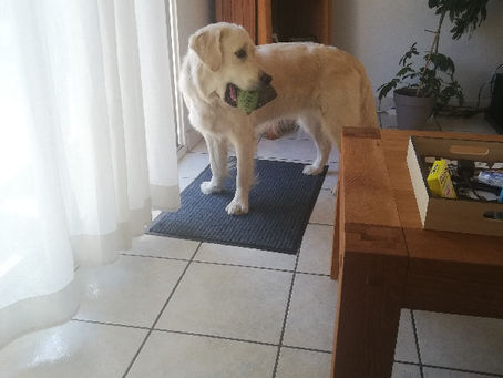 Opale (Eros x Nemsy), quelques photos à un peu plus d'un an !